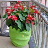 玻璃鋼創(chuàng)意花盆綠化福田中學校園環(huán)境