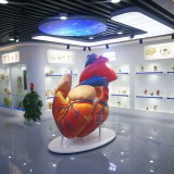 玻璃鋼心臟模型雕塑山東醫(yī)學(xué)人體仿真科教模型