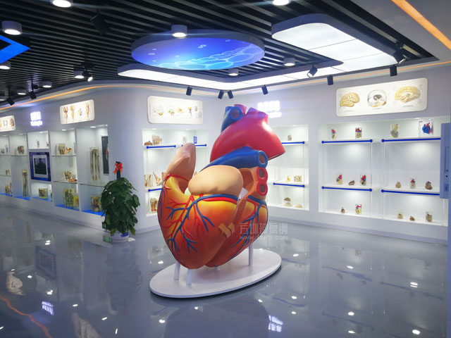 玻璃鋼醫(yī)學(xué)模型互動裝置促進(jìn)科普大健康產(chǎn)品發(fā)展