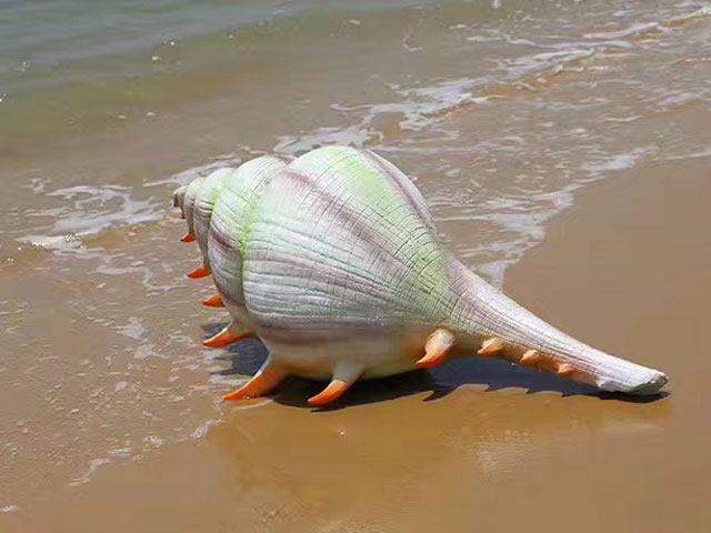 浙江玻璃鋼海洋動(dòng)物雕塑